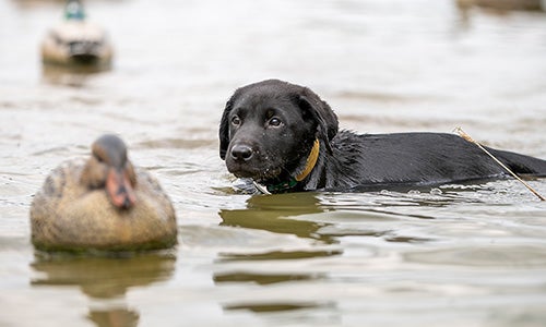 A puppy swimming in the water with a Duck decoy