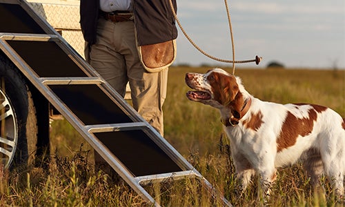 Brown & white dog standing in field by a man with a ramp going into a van