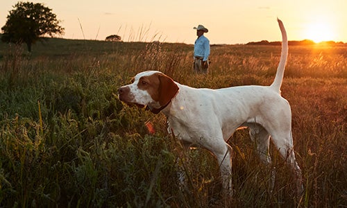 White & brown dog with his tail pointing up in a field with a man in a cowboy hat behind him