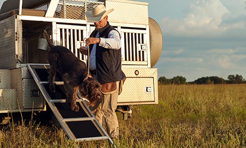 Dog walking down ladder from a truck into a field