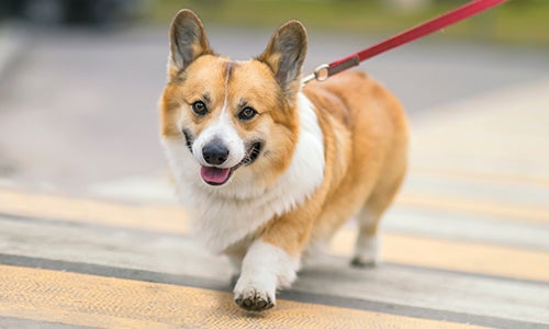 Dog walking on leash