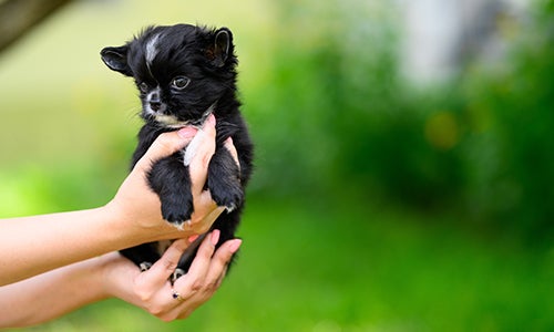 Human holding puppy in hands with grass in the background