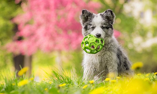 Dog sitting in grass with flowering tree in background & green toy in his mouth