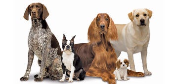 what does akc mean dog breeds