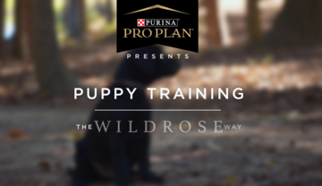 puppy training the wildrose way