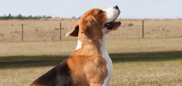 Alberta sales beagle breeders