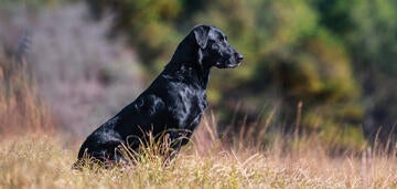 labrador retriever purina