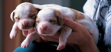 how long after green discharge should puppies be born