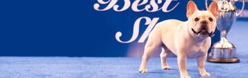 Capone the Pit Bull Dog Wins the 2022 American Rescue Dog Show