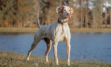 Blindsider the English Pointer in the field at the 2023 National Bird Dog Championship