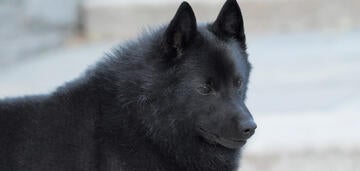 Schipperke best 2024 in show