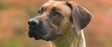 Air conditioned outlet kennels for dogs