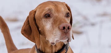 Vizsla club of america best sale nationals 2019