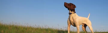 Lewey Retires - Image of dog in a field