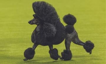 Sage the Miniature Poodle run in the show ring at the Westminster Dog Show Best