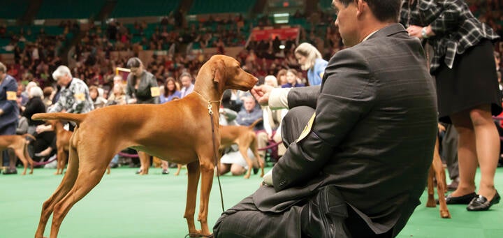 Working through Dog Show Challenges | Purina Pro Club