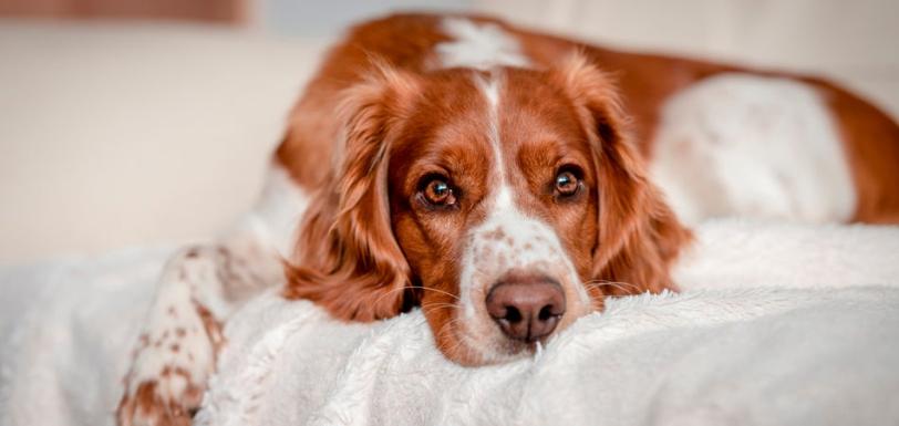 1946476480 welshspringerspaniel CK23 950x450