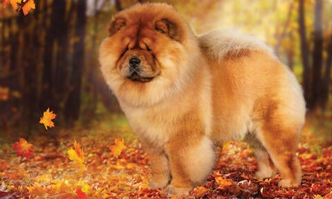 Akc chow chow outlet breeders