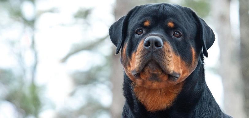 Rott hdr