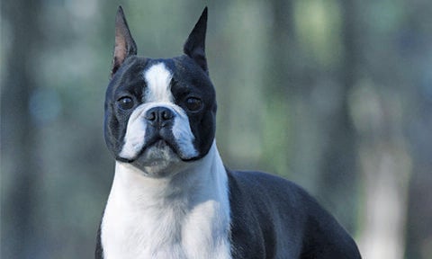 Large on sale boston terrier