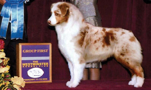 Australian shepherd westminster dog hot sale show