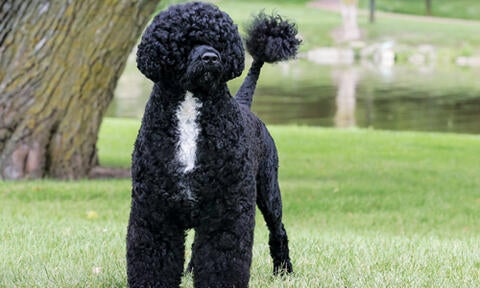 Curly portuguese hot sale water dog