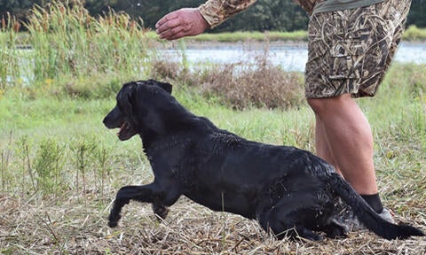 Akc retriever hunt 2024 test schedule 2019