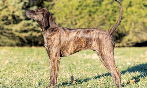 A deals plott hound