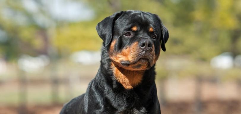 Rott hdr