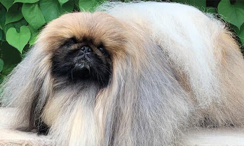 Pequest Pekingese 