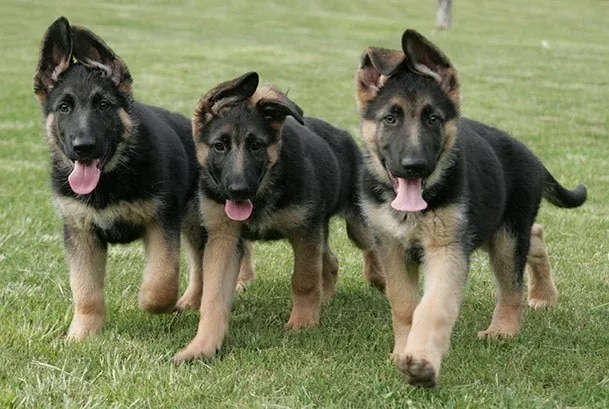 Three German Shepherd Pups Walking