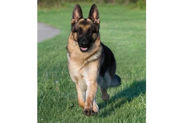 German Shepherd 2 gsd 050408 lj nj 2