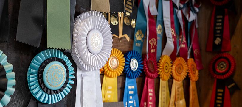 ribbons displayed on a wall