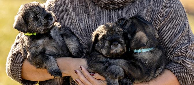 someone holding 3 puppies