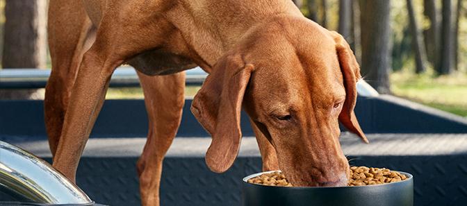 a dog eating out of a bowl