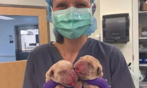 gailmcrae image - women wearing face mask holding two puppies