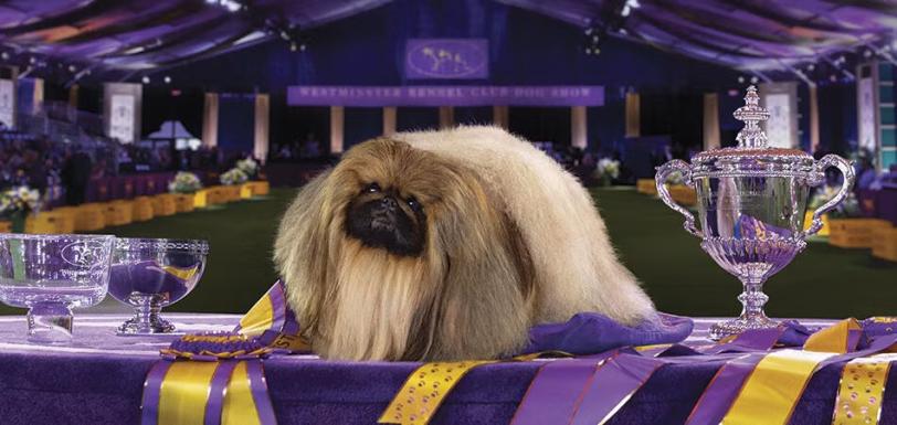 Westminster Dog Show 2021 Wasabi Header Image