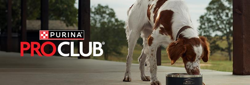 A brown and white spotted dog eats from a Purina Pro Plan bowl on a shaded patio, with the Purina Pro Club logo displayed on the left. Trees and grassy fields are visible in the background.