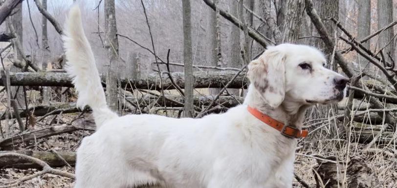 Mac, English Setter Header Image