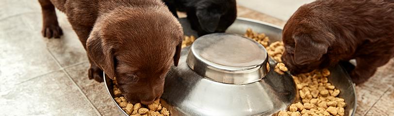 puppies eating from a bowl