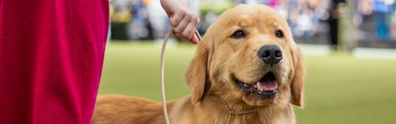 person in red holding golden retriever on leash