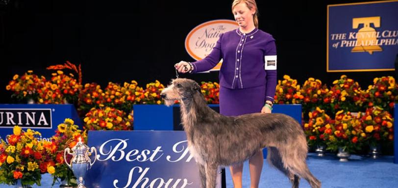 National Dog Show 2021 BIS Article Claire Header Image