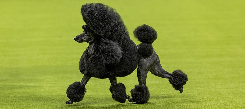 A black poodle with a styled show cut trots gracefully across a green carpeted surface, showcasing its elegant grooming and posture.