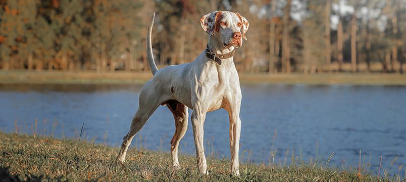 A white and brown spotted dog stands alert by a lake, with trees in the background, capturing a calm outdoor scene.