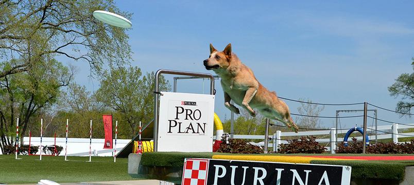 A dog leaps through the air to catch a frisbee during a Purina Pro Plan event, with an obstacle course and branded signage in the background, capturing a moment of athleticism and focus.