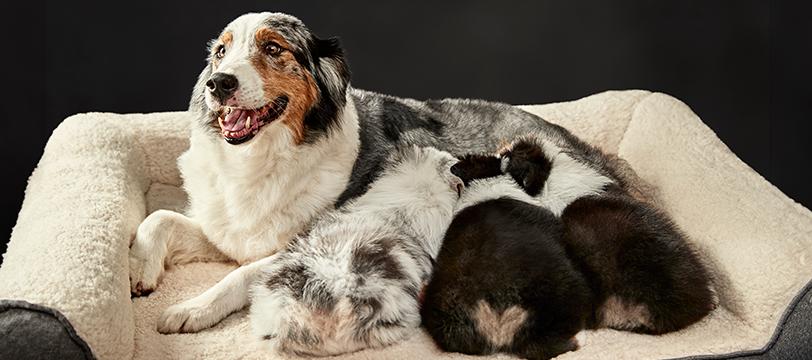 A happy adult dog with a tricolor coat lies in a cozy dog bed, nursing a group of puppies. The background is dark, highlighting the warmth and comfort of the scene.