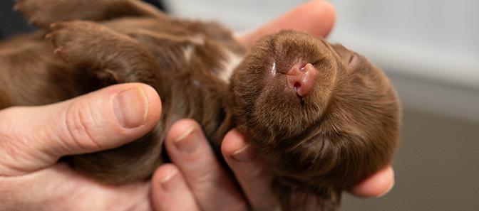 Close-up of hands gently holding a newborn puppy with closed eyes and a soft brown coat. The puppy is lying on its back, capturing a tender, peaceful moment.