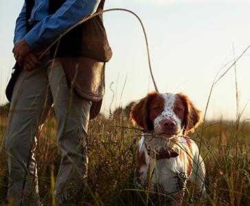 a dog on a leash