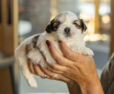 a person holding a small dog