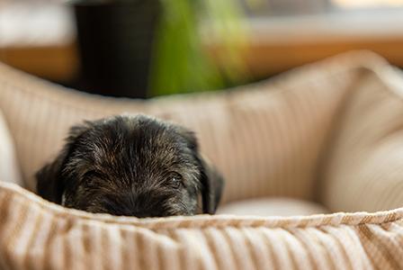 puppy looking out over edge of puppy bed